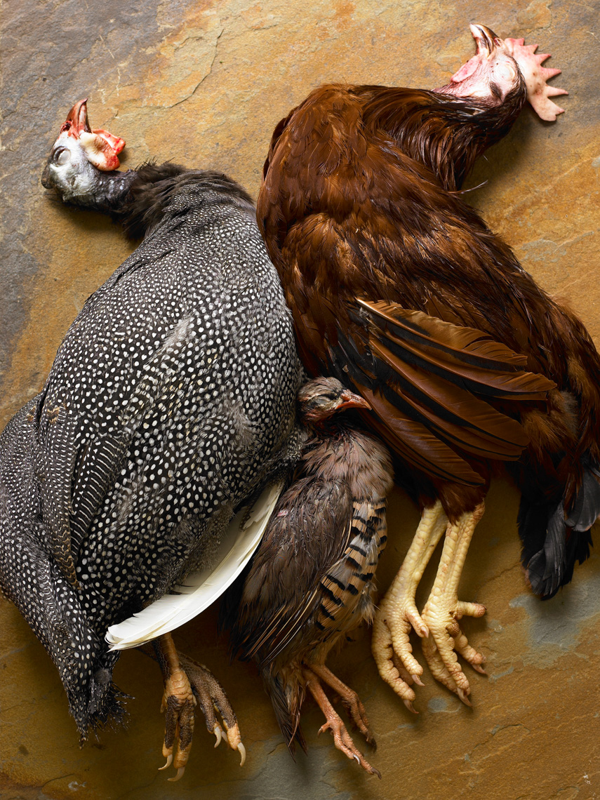 39_Fowl_web